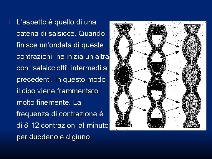 i. L’aspetto è quello di una catena di salsicce. Quando finisce un’ondata di queste i. L’aspetto è quello di una catena di salsicce. Quando finisce un’ondata di queste