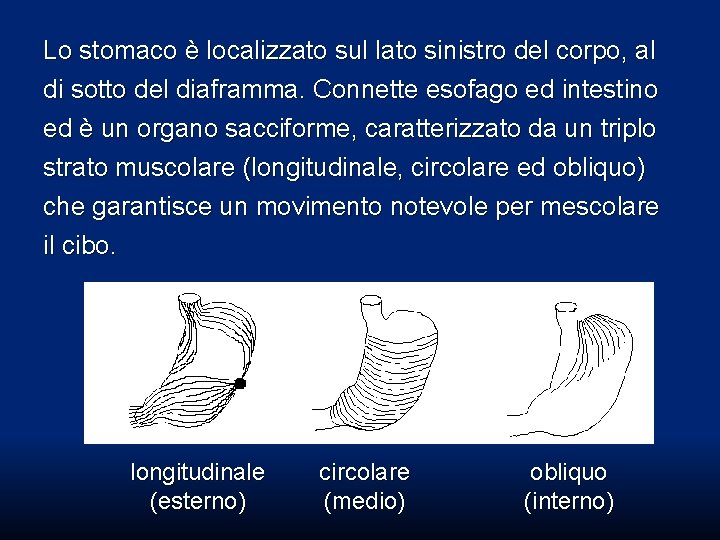 Lo stomaco è localizzato sul lato sinistro del corpo, al di sotto del diaframma. Lo stomaco è localizzato sul lato sinistro del corpo, al di sotto del diaframma.
