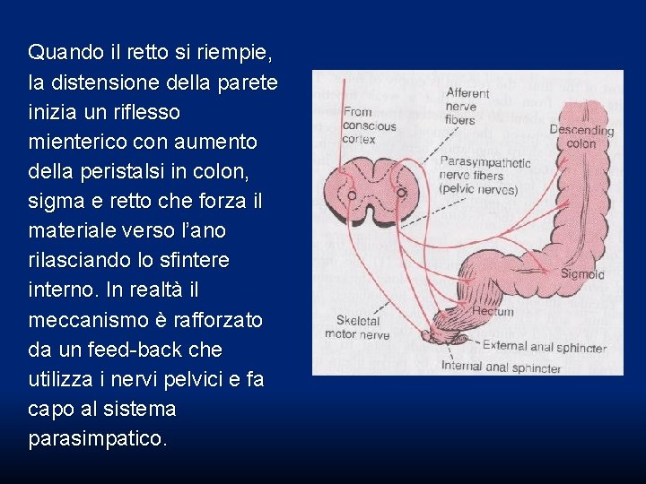 Quando il retto si riempie, la distensione della parete inizia un riflesso mienterico con Quando il retto si riempie, la distensione della parete inizia un riflesso mienterico con