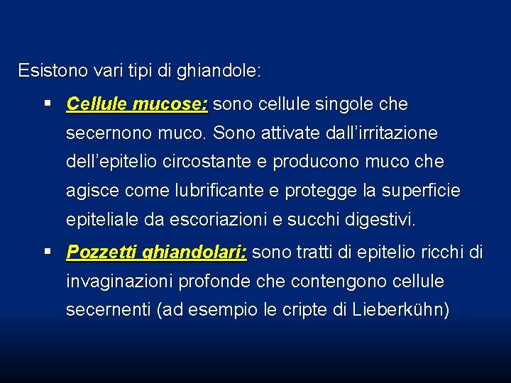 Esistono vari tipi di ghiandole: § Cellule mucose: sono cellule singole che secernono muco. Esistono vari tipi di ghiandole: § Cellule mucose: sono cellule singole che secernono muco.