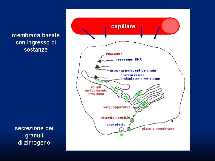 capillare membrana basale con ingresso di sostanze secrezione dei granuli di zimogeno capillare membrana basale con ingresso di sostanze secrezione dei granuli di zimogeno