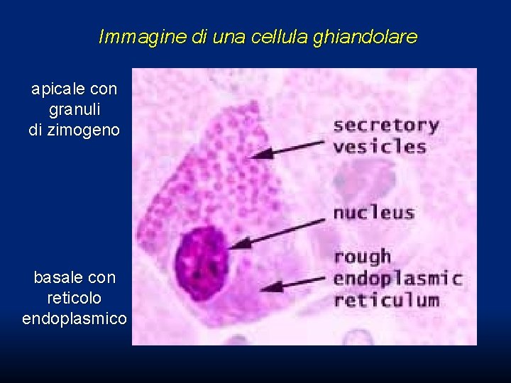 Immagine di una cellula ghiandolare apicale con granuli di zimogeno basale con reticolo endoplasmico Immagine di una cellula ghiandolare apicale con granuli di zimogeno basale con reticolo endoplasmico