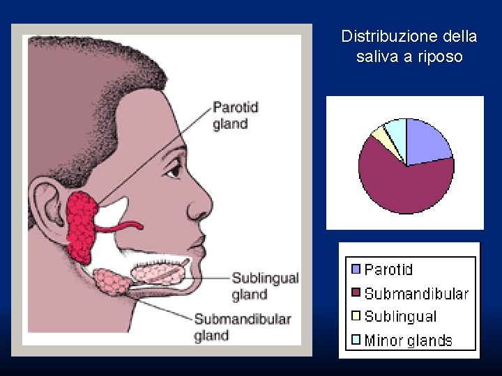 Distribuzione della saliva a riposo Distribuzione della saliva a riposo