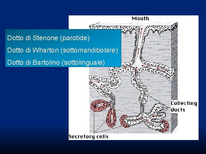 Dotto di Stenone (parotide) Dotto di Wharton (sottomandibolare) Dotto di Bartolino (sottolinguale) Dotto di Stenone (parotide) Dotto di Wharton (sottomandibolare) Dotto di Bartolino (sottolinguale)