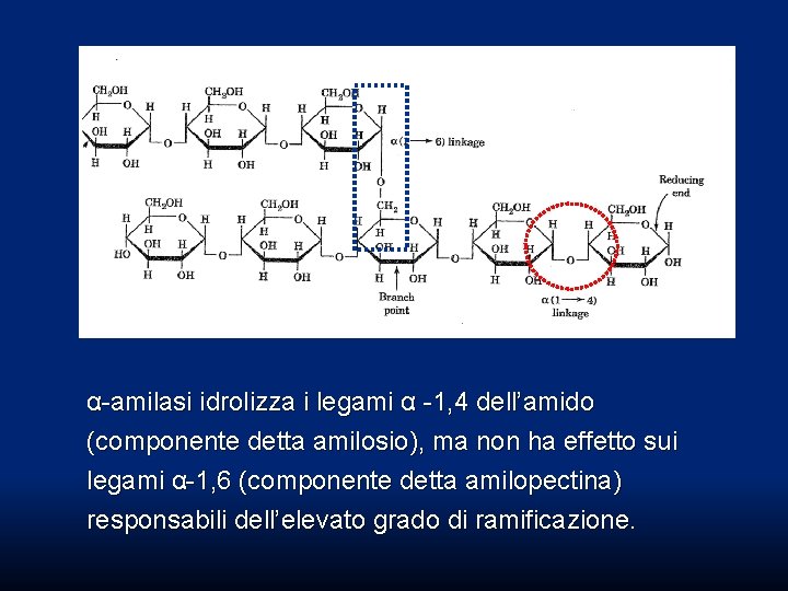 α-amilasi idrolizza i legami α -1, 4 dell’amido (componente detta amilosio), ma non ha α-amilasi idrolizza i legami α -1, 4 dell’amido (componente detta amilosio), ma non ha