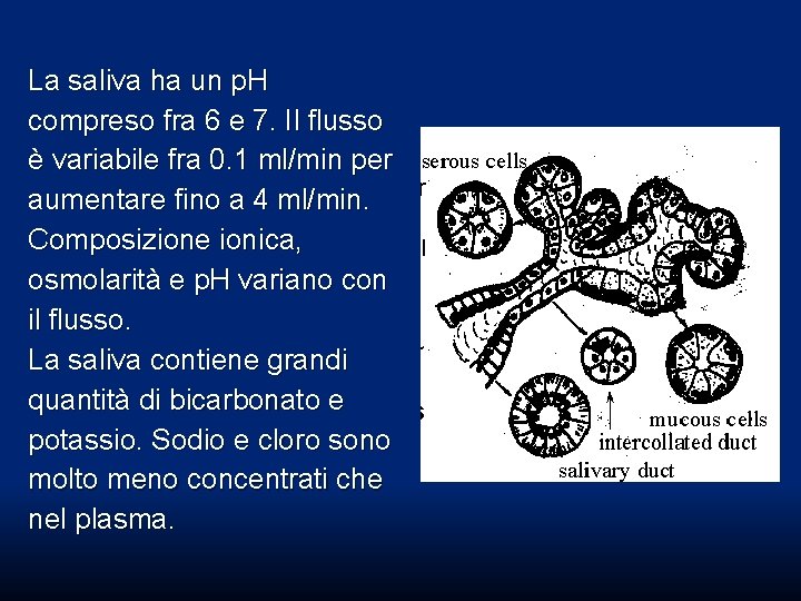La saliva ha un p. H compreso fra 6 e 7. Il flusso è La saliva ha un p. H compreso fra 6 e 7. Il flusso è