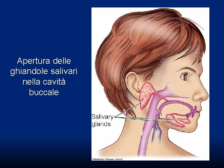 Apertura delle ghiandole salivari nella cavità buccale Apertura delle ghiandole salivari nella cavità buccale