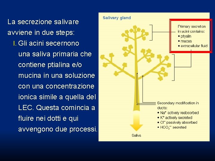 La secrezione salivare avviene in due steps: I. Gli acini secernono una saliva primaria La secrezione salivare avviene in due steps: I. Gli acini secernono una saliva primaria