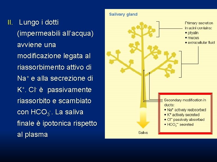 II. Lungo i dotti (impermeabili all’acqua) avviene una modificazione legata al riassorbimento attivo di II. Lungo i dotti (impermeabili all’acqua) avviene una modificazione legata al riassorbimento attivo di