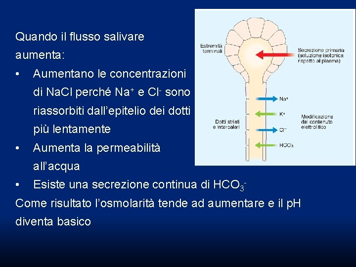 Quando il flusso salivare aumenta: • Aumentano le concentrazioni di Na. Cl perché Na+ Quando il flusso salivare aumenta: • Aumentano le concentrazioni di Na. Cl perché Na+