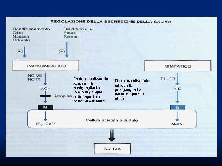 Fb dal n. salivatorio sup. con fb postgangliari a livello di ganglio sottolinguale e Fb dal n. salivatorio sup. con fb postgangliari a livello di ganglio sottolinguale e