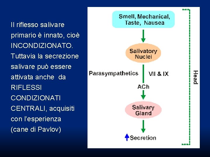Il riflesso salivare primario è innato, cioè INCONDIZIONATO. Tuttavia la secrezione salivare può essere Il riflesso salivare primario è innato, cioè INCONDIZIONATO. Tuttavia la secrezione salivare può essere