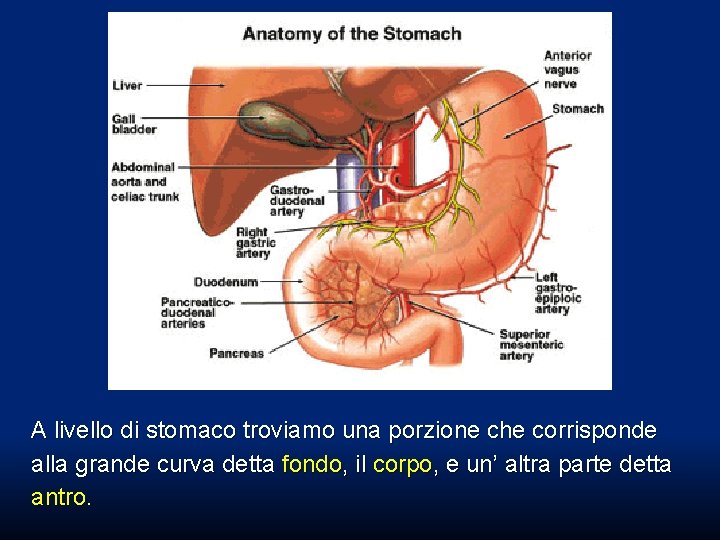 A livello di stomaco troviamo una porzione che corrisponde alla grande curva detta fondo, A livello di stomaco troviamo una porzione che corrisponde alla grande curva detta fondo,