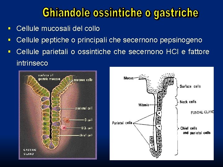 § Cellule mucosali del collo § Cellule peptiche o principali che secernono pepsinogeno § § Cellule mucosali del collo § Cellule peptiche o principali che secernono pepsinogeno §