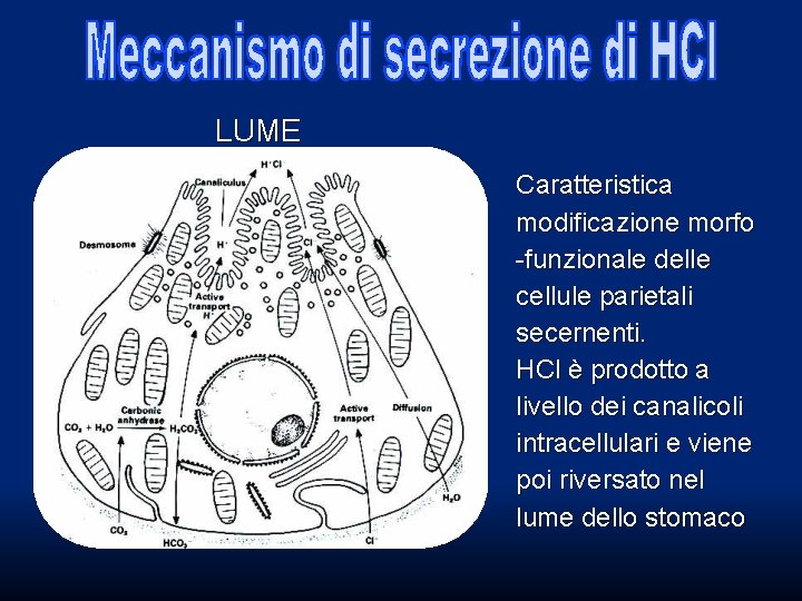 LUME Caratteristica modificazione morfo -funzionale delle cellule parietali secernenti. HCl è prodotto a livello LUME Caratteristica modificazione morfo -funzionale delle cellule parietali secernenti. HCl è prodotto a livello