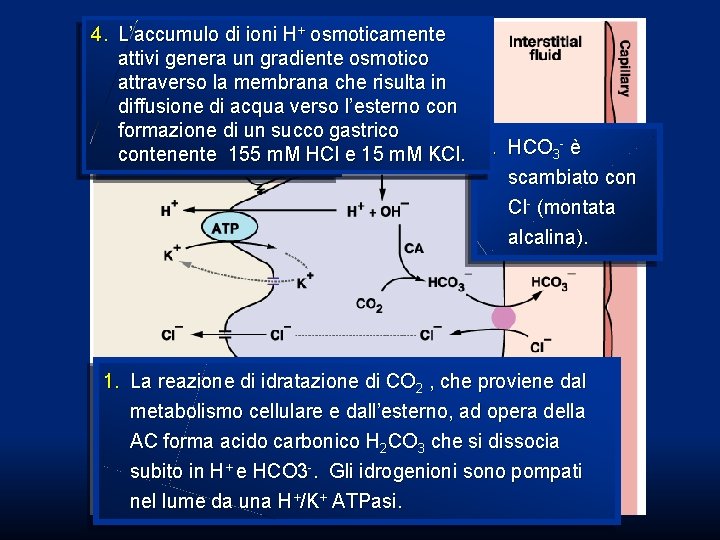 4. L’accumulo di ioni H+ osmoticamente 3. attivi Cl- genera e K+ sono un 4. L’accumulo di ioni H+ osmoticamente 3. attivi Cl- genera e K+ sono un