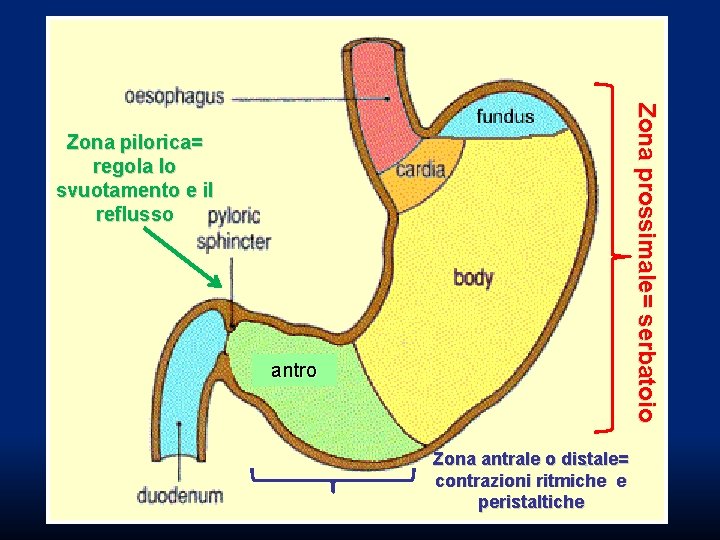 Zona prossimale= serbatoio Zona pilorica= regola lo svuotamento e il reflusso antro Zona antrale Zona prossimale= serbatoio Zona pilorica= regola lo svuotamento e il reflusso antro Zona antrale