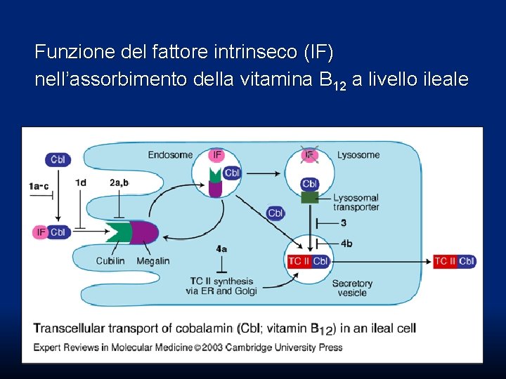 Funzione del fattore intrinseco (IF) nell’assorbimento della vitamina B 12 a livello ileale Funzione del fattore intrinseco (IF) nell’assorbimento della vitamina B 12 a livello ileale