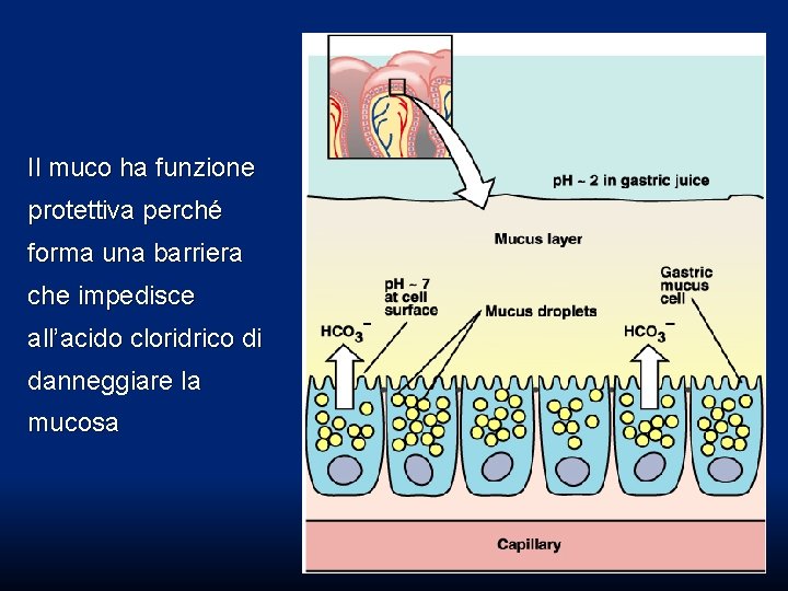 Il muco ha funzione protettiva perché forma una barriera che impedisce all’acido cloridrico di Il muco ha funzione protettiva perché forma una barriera che impedisce all’acido cloridrico di