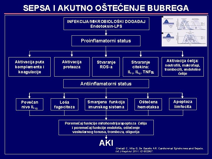 SEPSA I AKUTNO OŠTEĆENJE BUBREGA INFEKCIJA/MIKROBIOLOŠKI DOGAĐAJ Endotoksin-LPS Proinflamatorni status Aktivacija puta komplementa i