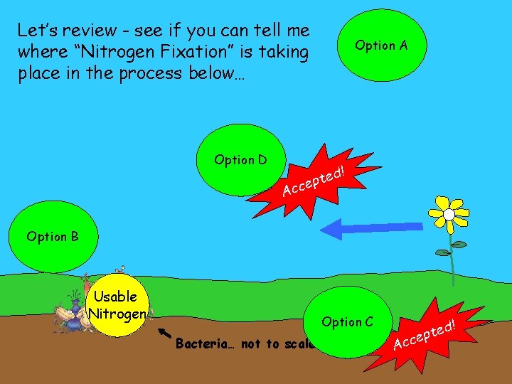 Let’s review - see if you can tell me where “Nitrogen Fixation” is taking