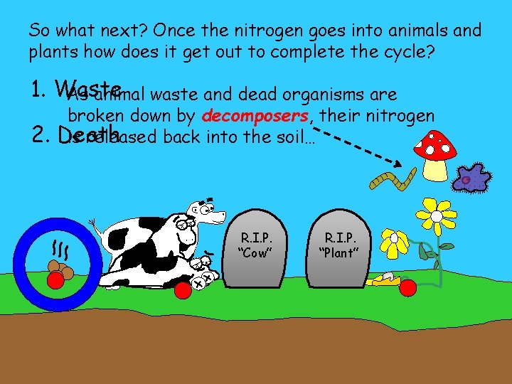 So what next? Once the nitrogen goes into animals and plants how does it