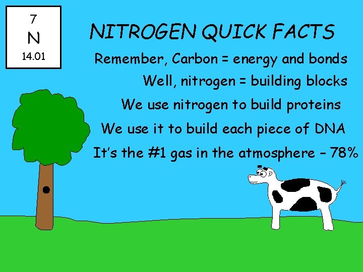 7 N 14. 01 NITROGEN QUICK FACTS Remember, Carbon = energy and bonds Well,