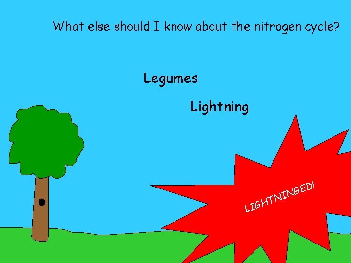 What else should I know about the nitrogen cycle? Legumes Lightning ! D E