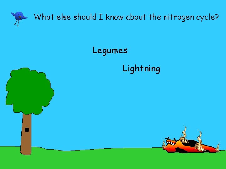 What else should I know about the nitrogen cycle? Legumes Lightning 