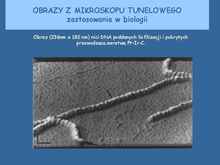 OBRAZY Z MIKROSKOPU TUNELOWEGO zastosowania w biologii Obraz (236 nm x 192 nm) nici OBRAZY Z MIKROSKOPU TUNELOWEGO zastosowania w biologii Obraz (236 nm x 192 nm) nici