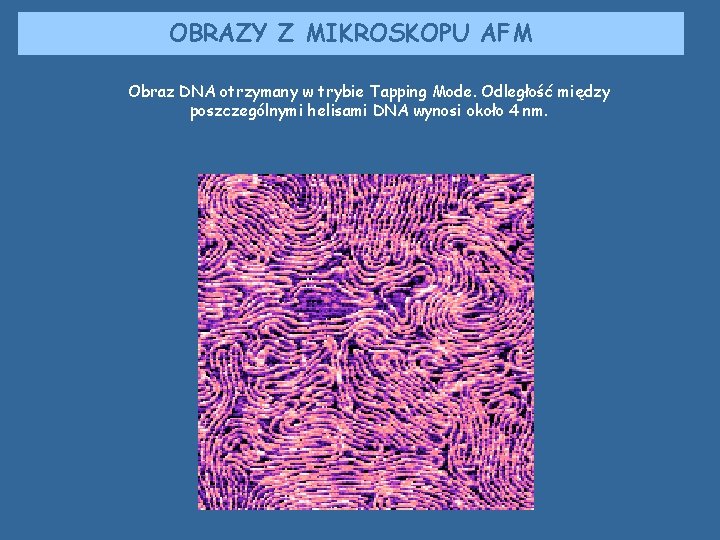OBRAZY Z MIKROSKOPU AFM Obraz DNA otrzymany w trybie Tapping Mode. Odległość między poszczególnymi OBRAZY Z MIKROSKOPU AFM Obraz DNA otrzymany w trybie Tapping Mode. Odległość między poszczególnymi