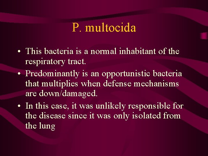P. multocida • This bacteria is a normal inhabitant of the respiratory tract. •