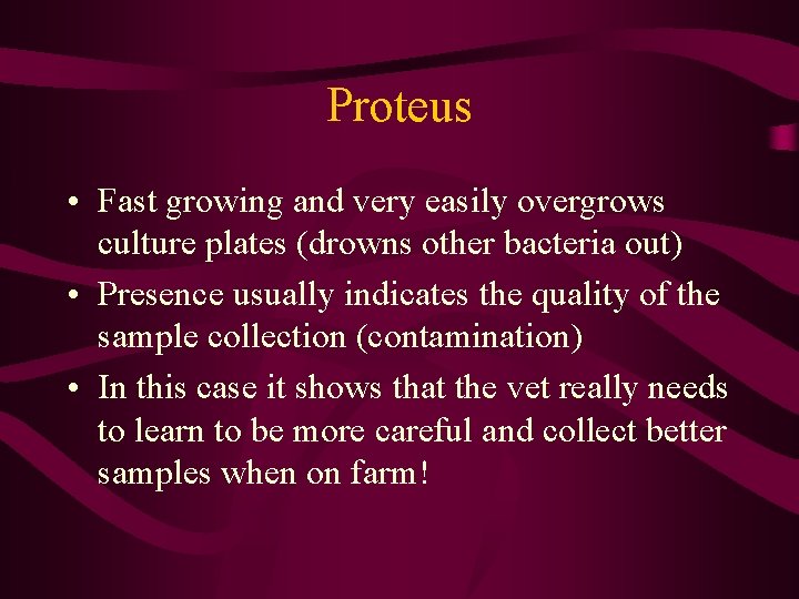 Proteus • Fast growing and very easily overgrows culture plates (drowns other bacteria out)