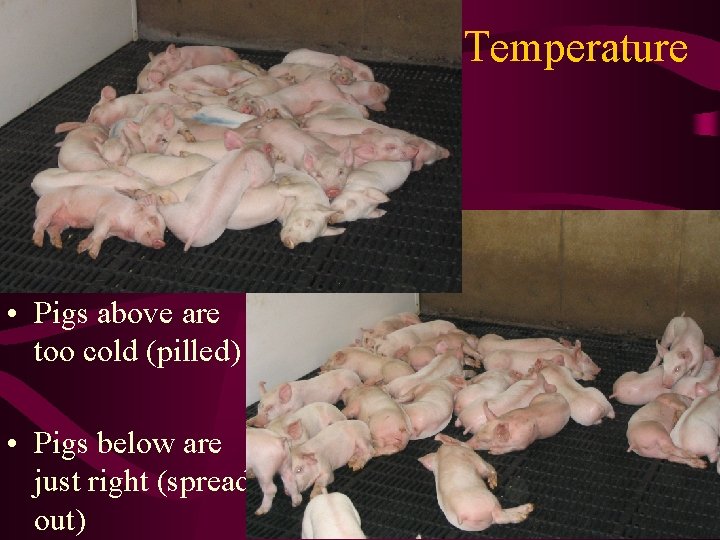 Temperature • Pigs above are too cold (pilled) • Pigs below are just right