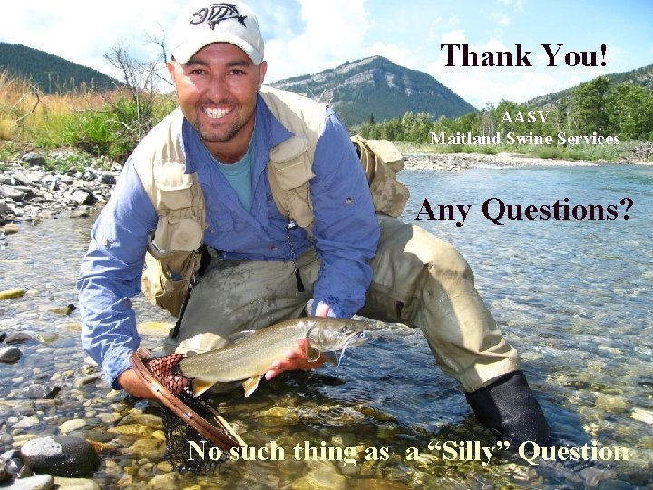 Thank You! AASV Maitland Swine Services Any Questions? No such thing as a “Silly”