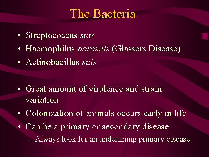 The Bacteria • Streptococcus suis • Haemophilus parasuis (Glassers Disease) • Actinobacillus suis •