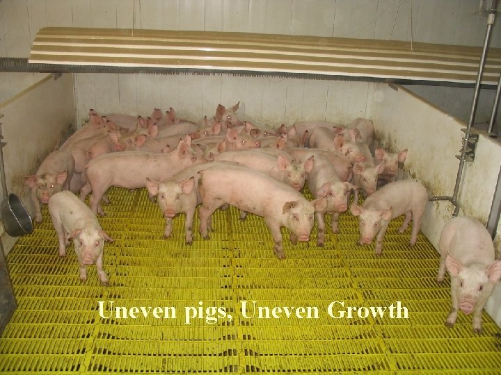 Uneven pigs, Uneven Growth 