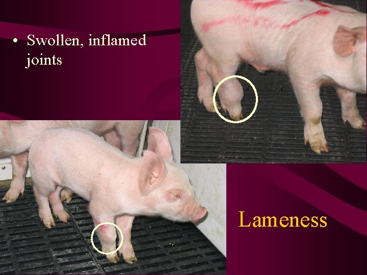  • Swollen, inflamed joints Lameness 