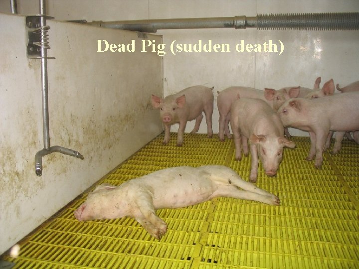 Dead Pig (sudden death) 