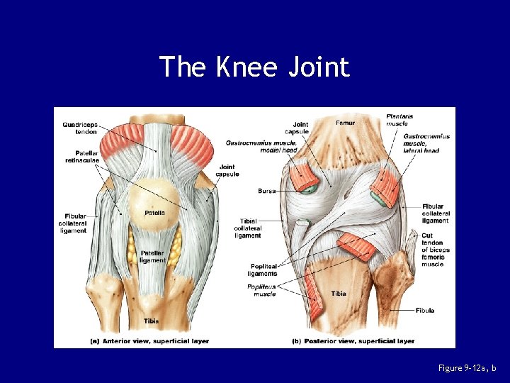 The Knee Joint Figure 9– 12 a, b 