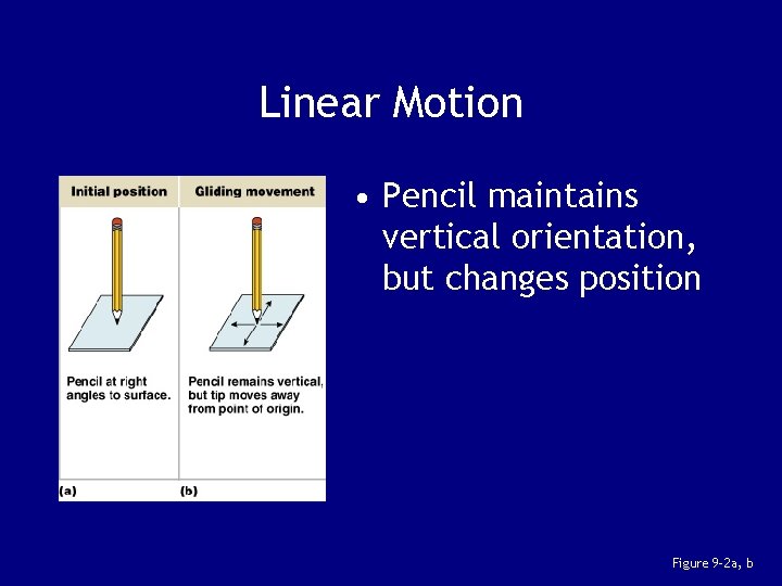 Linear Motion • Pencil maintains vertical orientation, but changes position Figure 9– 2 a,