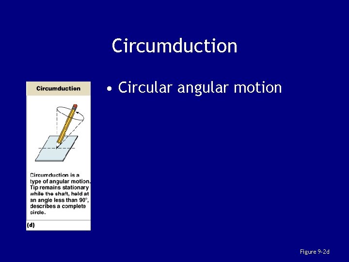 Circumduction • Circular angular motion Figure 9– 2 d 