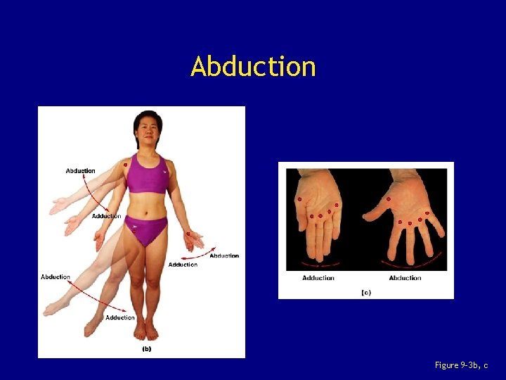 Abduction Figure 9– 3 b, c 