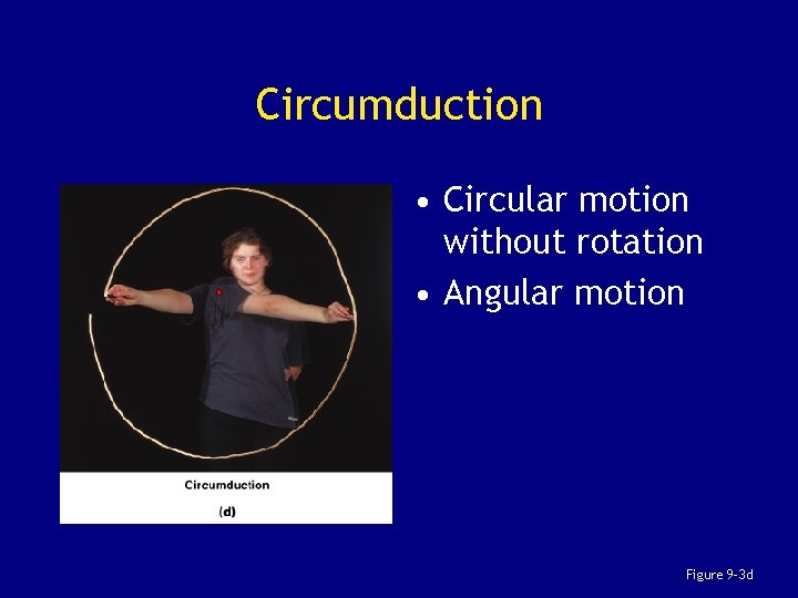 Circumduction • Circular motion without rotation • Angular motion Figure 9– 3 d 