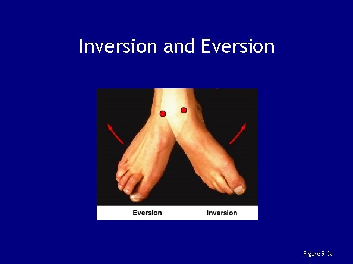Inversion and Eversion Figure 9– 5 a 