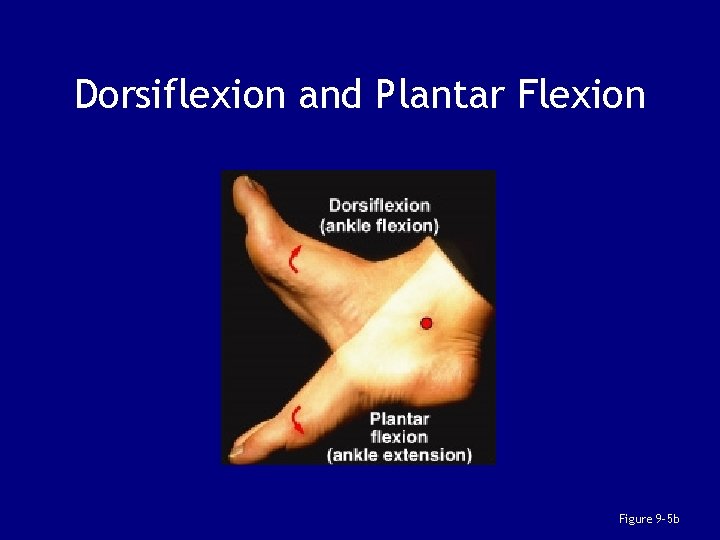 Dorsiflexion and Plantar Flexion Figure 9– 5 b 