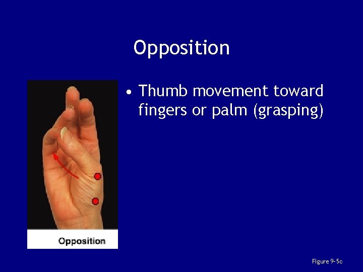 Opposition • Thumb movement toward fingers or palm (grasping) Figure 9– 5 c 