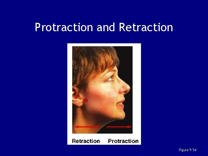 Protraction and Retraction Figure 9– 5 d 