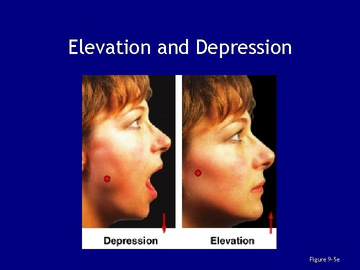 Elevation and Depression Figure 9– 5 e 