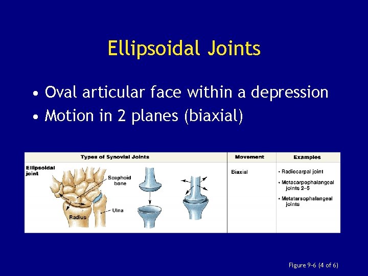 Ellipsoidal Joints • Oval articular face within a depression • Motion in 2 planes